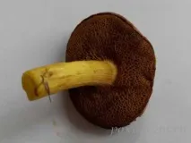 козляк