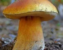 гриби