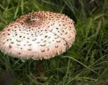 грибів