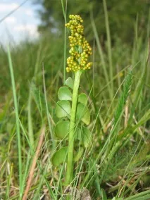 Гроздовник напівмісячний, lunaria