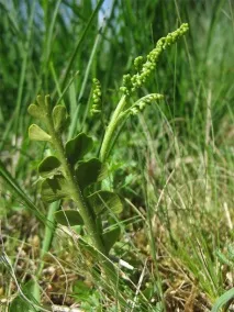 Гроздовник напівмісячний, lunaria