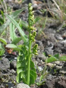 Гроздовник напівмісячний, lunaria