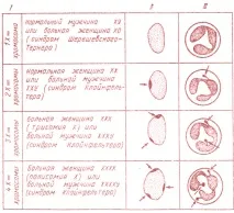 § 6. Генетика статі; хромосомне визначення статі визначення