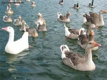 Інтеграція з гусіводства» «Башгусь»