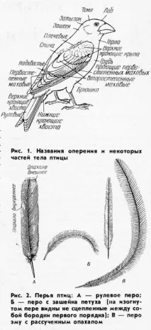 направи