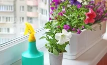 Які існують хвороби петунії та боротьба з ними боротьба