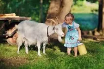 Cum să hrănești o capră pentru mai mult lapte