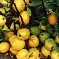 Як називалася () 4 літери - пошук слів за маскою та визначенням, відповіді на сканворди слів