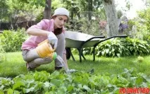 Як підвищити родючість ґрунту без гною та посліду Нове ефективне рішення! посліду