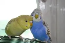 Як дізнатися скільки років хвилястому папужку Які є ознаки років