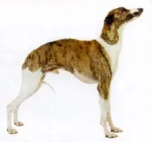 whippet