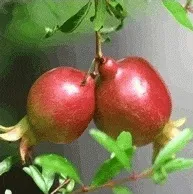 Гранат Гранат
