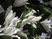 Кекенхоф. Лілії, гіпоаструми та амариліс. Частина 5 лілії