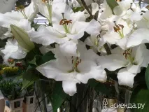 Кекенхоф. Лілії, гіпоаструми та амариліс. Частина 5 кекенхоф