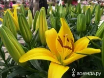 Кекенхоф. Лілії, гіпоаструми та амариліс. Частина 5 гіпоаструми