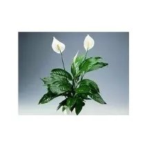 Спатіфіллум - Spathiphyllum - відгук спатіфіллум