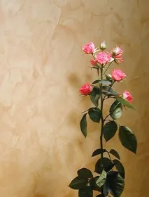 Aura - Clavel Аура