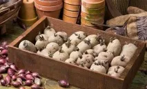 Як виконати пророщування картоплі перед посадкою перед