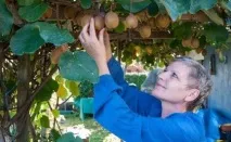 Як виростити ківі в саду пагони