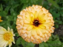 Календула (нігтики лікарські) лікарські