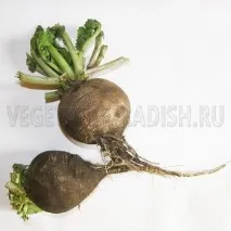 Як зберігати чорну редьку взимку, Редька взимку