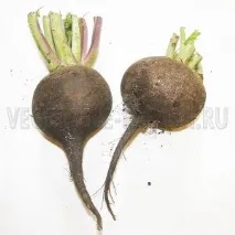 Як зберігати чорну редьку взимку, Редька чорну