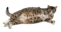 чого