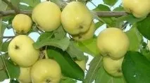 Каталог саджанців з відкритою кореневою системою саджанців