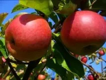 Каталог саджанців з відкритою кореневою системою саджанців
