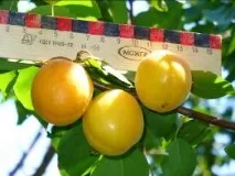 Каталог саджанців з відкритою кореневою системою каталог