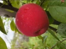 Каталог саджанців з відкритою кореневою системою відкритою