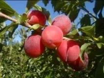 Каталог саджанців з відкритою кореневою системою каталог