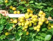Каталог саджанців з відкритою кореневою системою саджанців