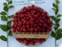 Каталог саджанців з відкритою кореневою системою каталог