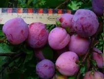 Каталог саджанців з відкритою кореневою системою саджанців
