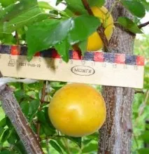 Каталог саджанців з відкритою кореневою системою каталог