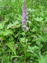 Gymnadenia