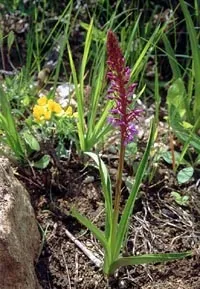 Gymnadenia