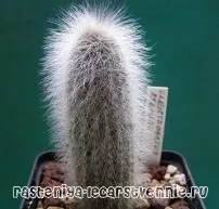 cleistocactus