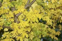Клен польовий чорноклен фото опис різновиду чорноклен