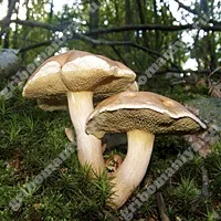 Козляк, Грибоманія козляк