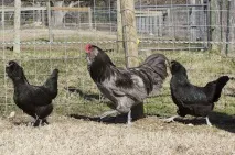 Кури породи Араукана араукана