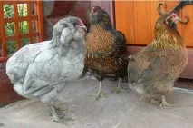 Кури породи Араукана кольору