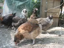 Кури породи Араукана кури