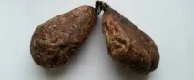 бобровим