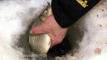 Лов карася взимку відео взимку