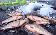 Лов карася на блешню взимку взимку