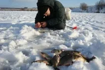 Лов карася на блешню взимку карася