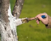 Листівка на груші чим обробити і як боротися боротися