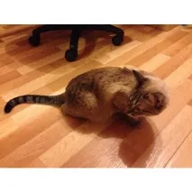 улюблений